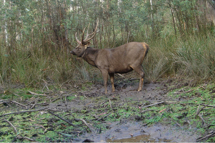Abot Wild Deer & Hunting Adventures