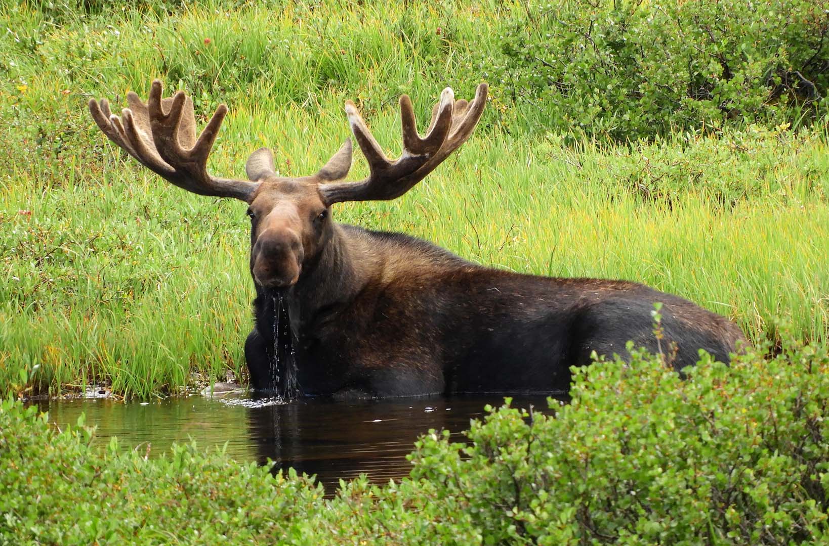 North American Moose (Alces alces)